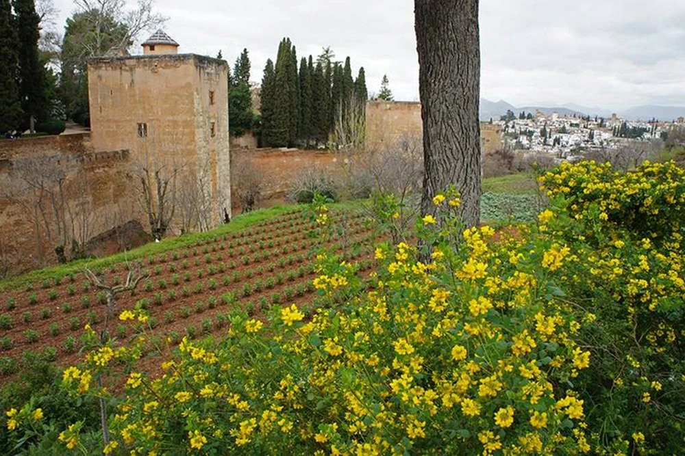 Planta del Mes - Patronato de la Alhambra y Generalife