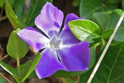 Planta del Mes de marzo de 2017 en la Alhambra de Granada: la vinca