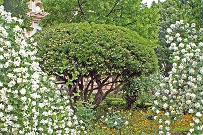 Planta del Mes de mayo de 2017 en la Alhambra: El Azahar de China o Pitosporo de Japón