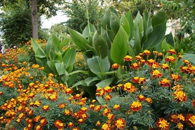 Planta del Mes de septiembre de 2017 en la Alhambra: el clavel de moro