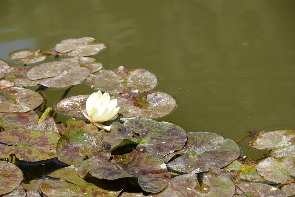 La Alhambra de Granada, protege a sus anfibios
