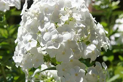 Planta del Mes de agosto de 2016 en la Alhambra de Granada: la cruzata (Phlox paniculata L.)