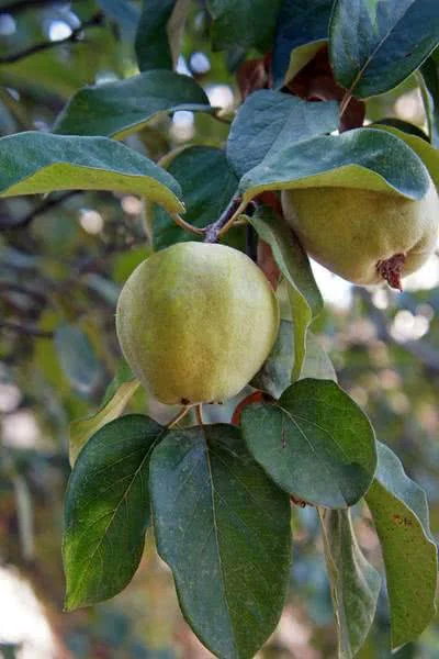 Planta del Mes de octubre de 2016 en la Alhambra: el Membrillero