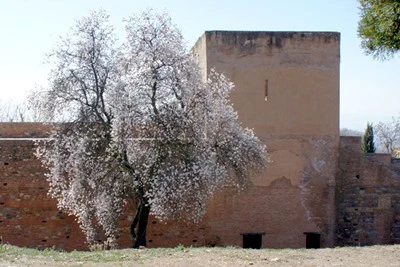 Planta del Mes de febrero de 2018 en la Alhambra: el almendro