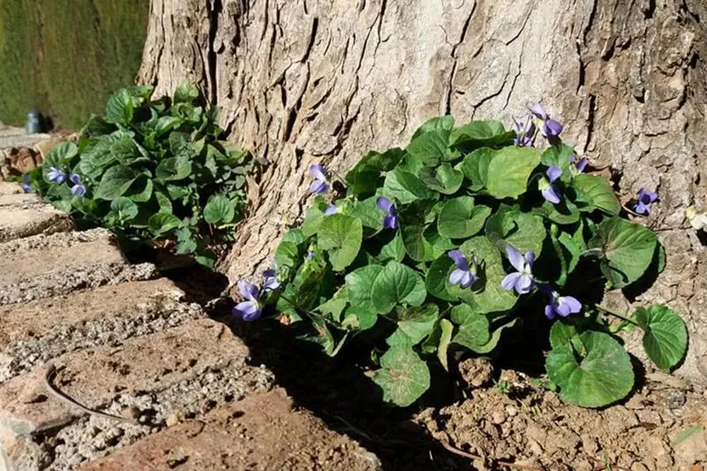 Planta del Mes (Patronato de la Alhambra y Generalife)