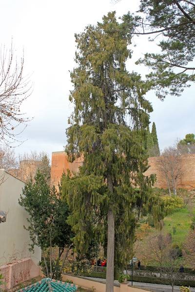 Planta del Mes de enero de 2019 en la Alhambra: el ciprés llorón