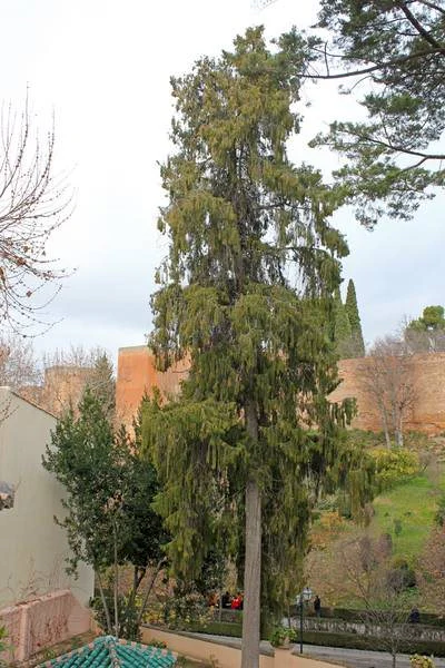 Planta del Mes de enero de 2019 en la Alhambra: el ciprés llorón