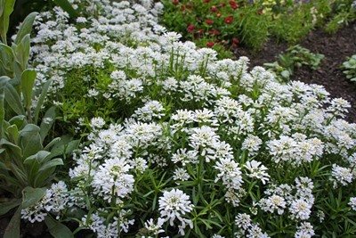 Planta del Mes: el Carraspique o Cestillo de plata (Iberis sempervirens L.)