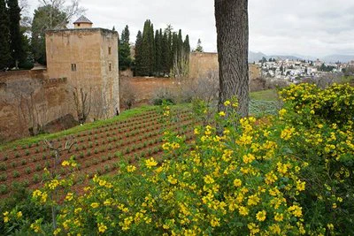 Planta del Mes de marzo de 2018 en la Alhambra de Granada: la Coronilla Valentina L.