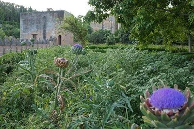 Planta del Mes de agosto de 2017 en la Alhambra: el alcaucil