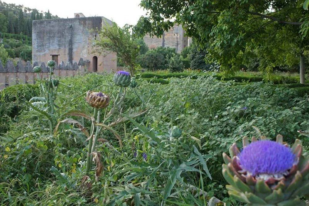 Planta del Mes - el alcaucil (Patronato de la Alhambra y Generalife