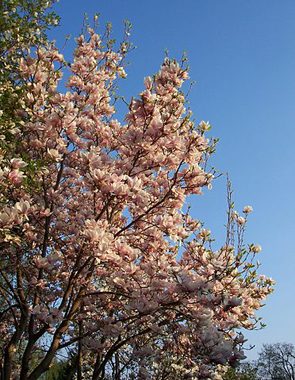 Fotografía: Leipzig Magnolie, realizada por Joeb07