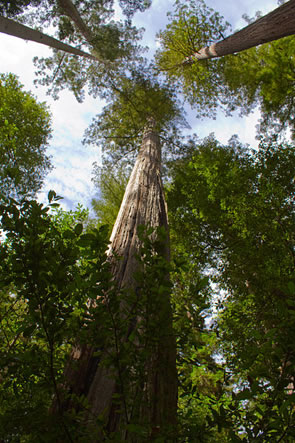 Sequoia sempervirens (foto de Big Basin Redwoods State Park, Estados Unidos) 