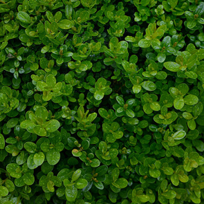 Buxus sempervirens (foto: Gewöhnlicher Buchsbaum)