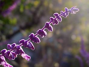 Salvia Leocantha (fotografía de Junichiro Aoyama)