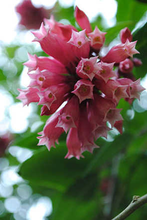 Cestrum elegans (foto: Lisa Williams, de San Francisco)