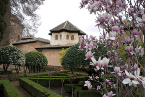 La Magnolia de hoja caduca en la Alhambra (Patronato de la Alhambra)